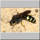 Crabro peltarius - Grabwespe w20 11mm beim Nestbau - Sandgrube Niedringhaussee.jpg